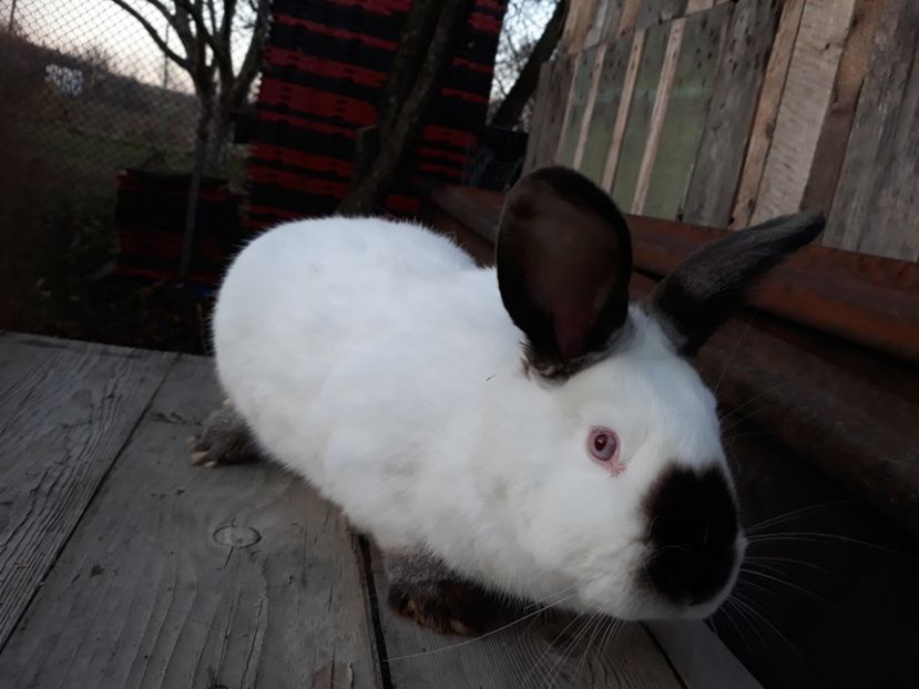 Femela 1 - FEMELE CALIFORNIAN 2017