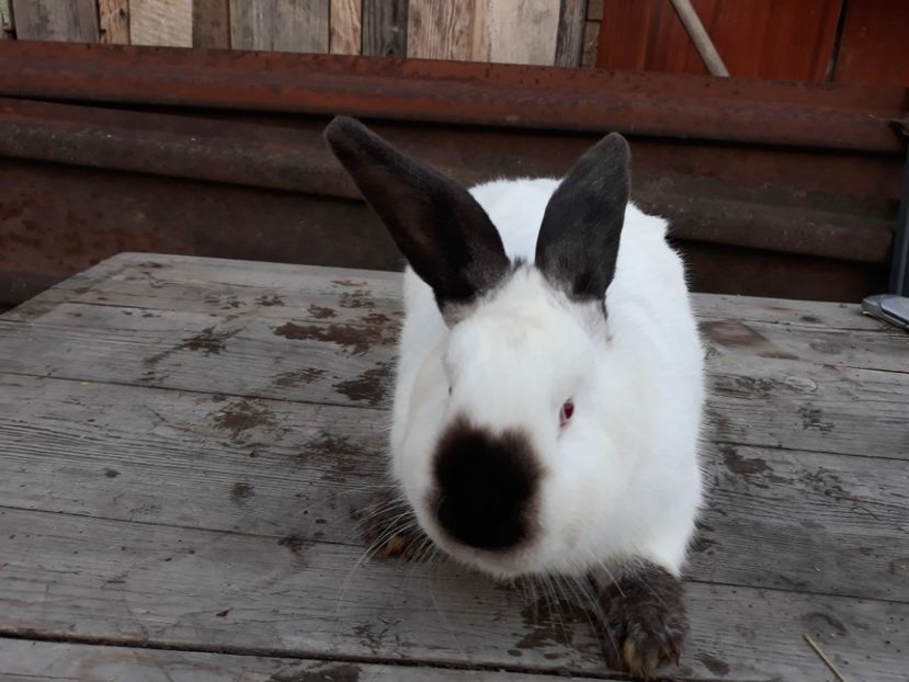  - FEMELE CALIFORNIAN 2017