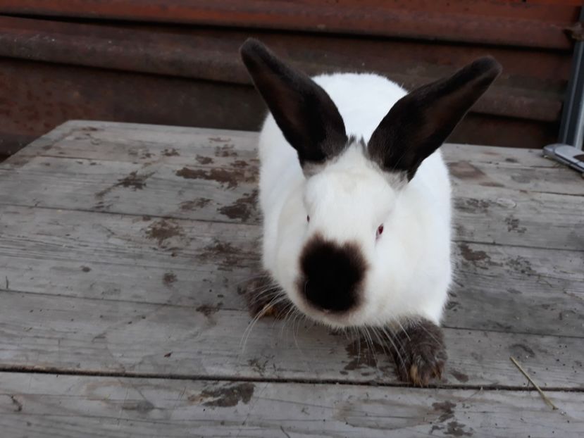  - FEMELE CALIFORNIAN 2017