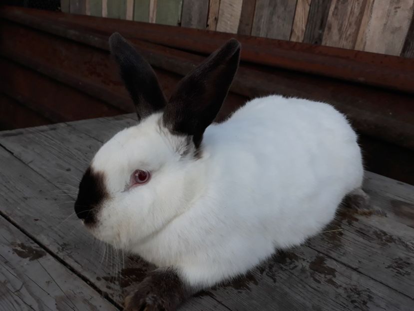 Femela 3 - FEMELE CALIFORNIAN 2017