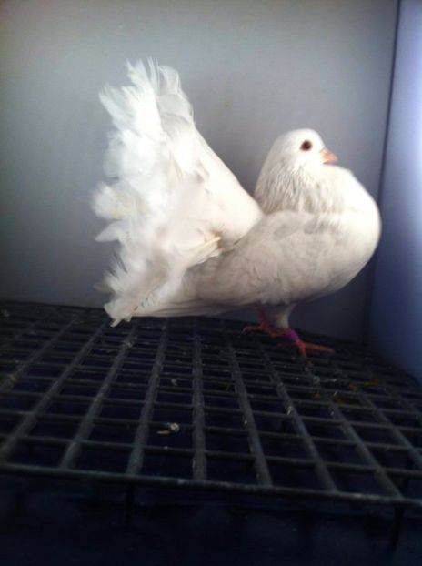 23131438_2036441013252273_200178041_o - 3 rotati