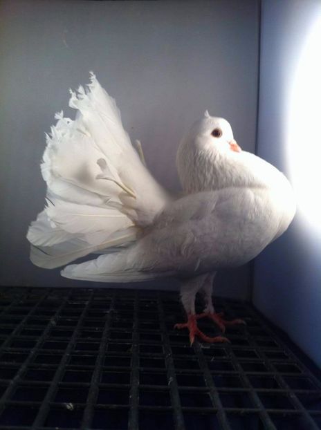 23134869_2036441133252261_402445752_o - 3 rotati