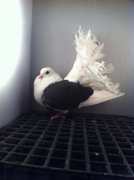 23157659_2036441606585547_153303175_o - 3 rotati