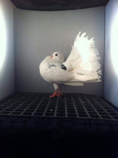 23157996_2036442296585478_1490144530_o - 3 rotati