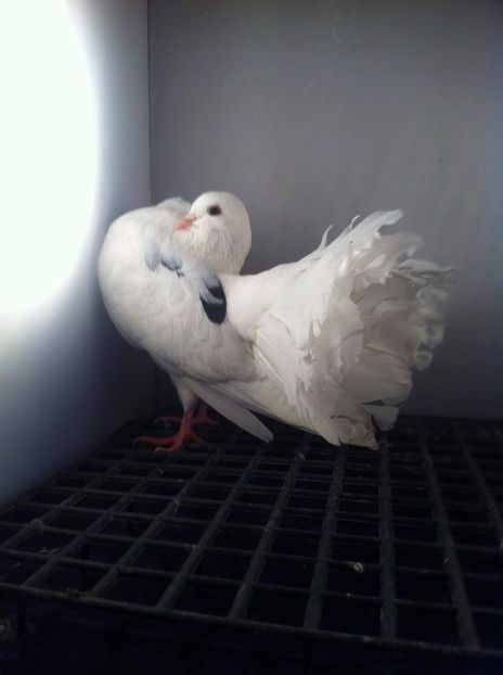 23158007_2036442319918809_980585288_o - 3 rotati