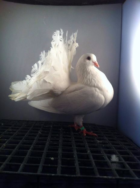 23158132_2036441226585585_1864842759_o - 3 rotati