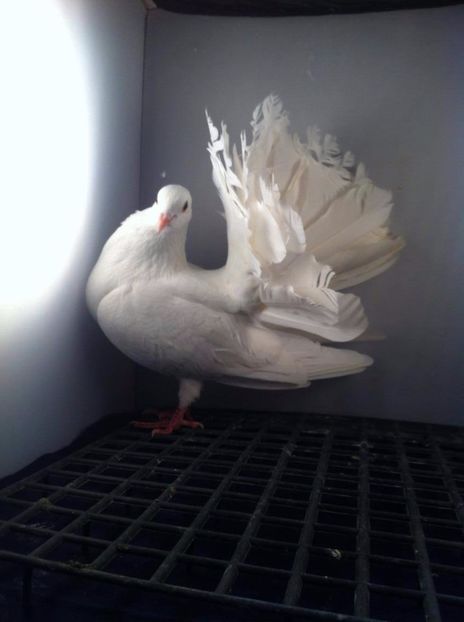 23191622_2036441276585580_1532600255_o - 3 rotati