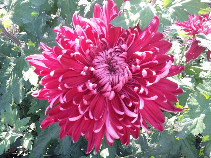  - 00000 butasi crizanteme