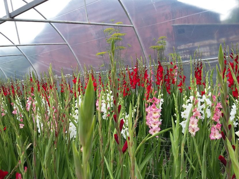  - 00000 butasi crizanteme