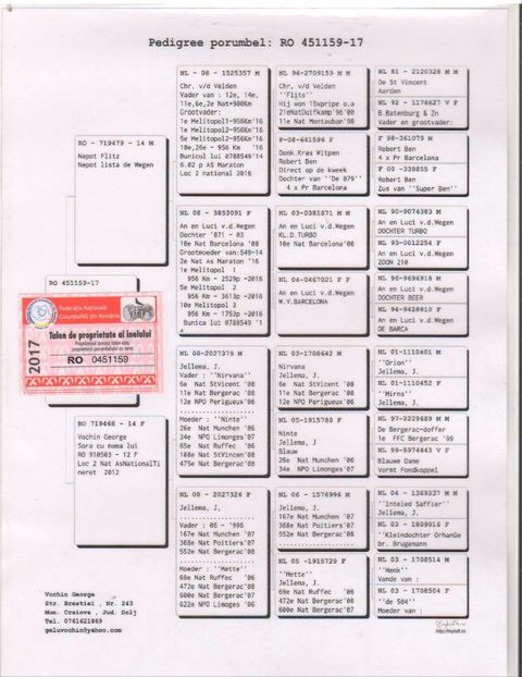 22498959_1635299619874015_1836484775947178145_o - porumbei