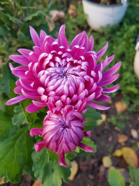 thumbnail (32) - Crizanteme 2017