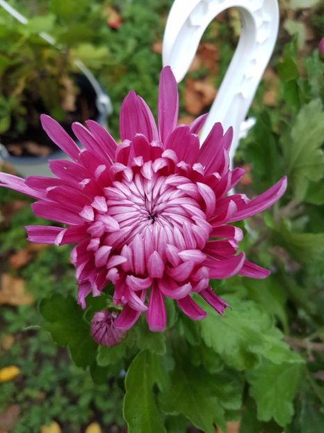 thumbnail (12) - Crizanteme 2017