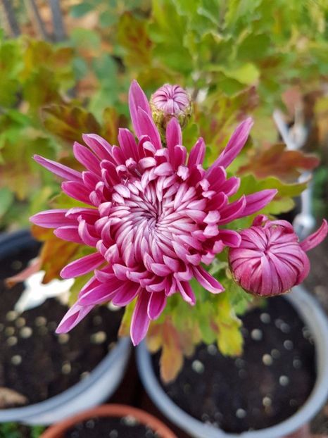 thumbnail (8) - Crizanteme 2017