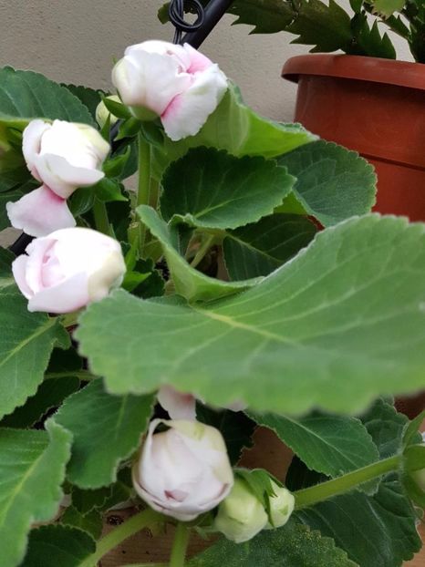 thumbnail (46) - GLOXINIA 2017