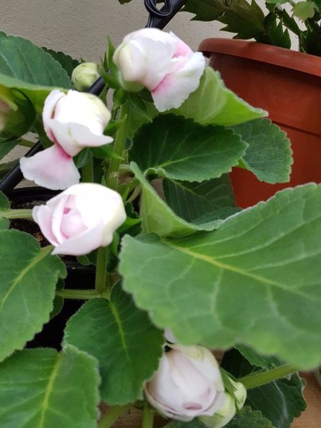 thumbnail (45) - GLOXINIA 2017