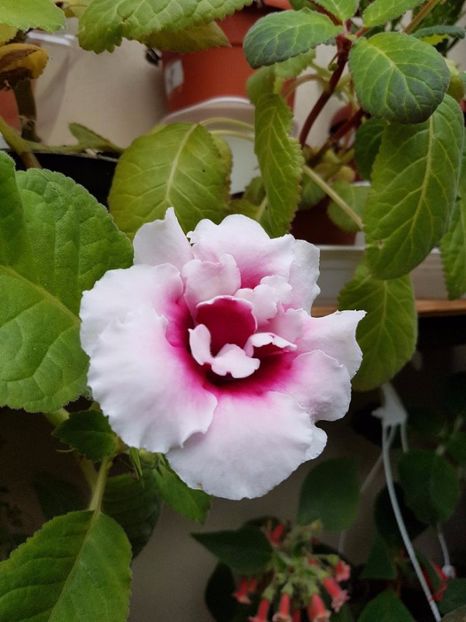 thumbnail (41) - GLOXINIA 2017