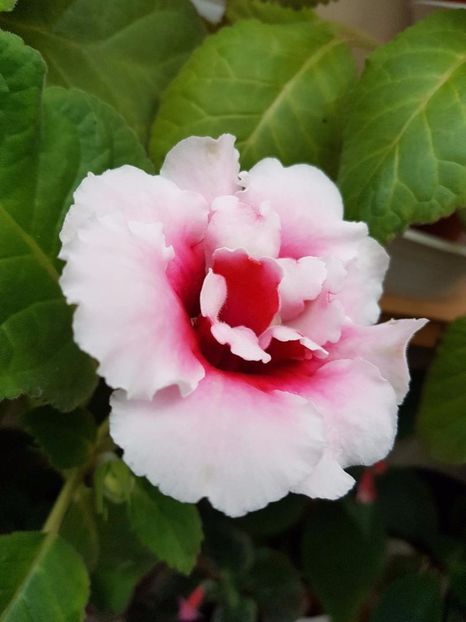 thumbnail (33) - GLOXINIA 2017