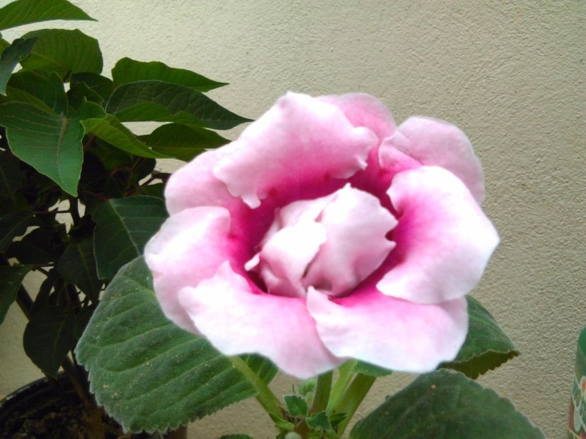 - GLOXINIA 2017