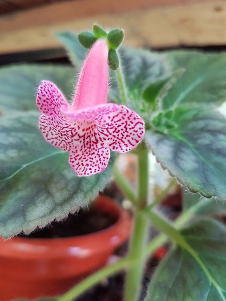 thumbnail Sunshine - KOHLERIILE MELE 2017 continuare