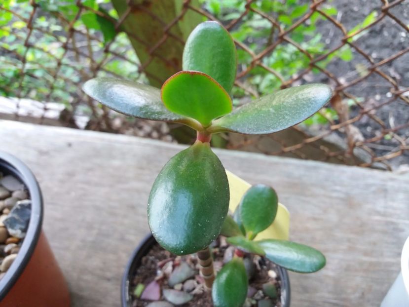 Il mutasem afara - Arborele de jad Crassula ovata
