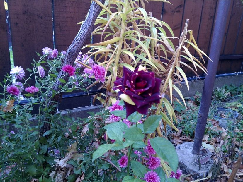 Hocus pocus - Poze 2017