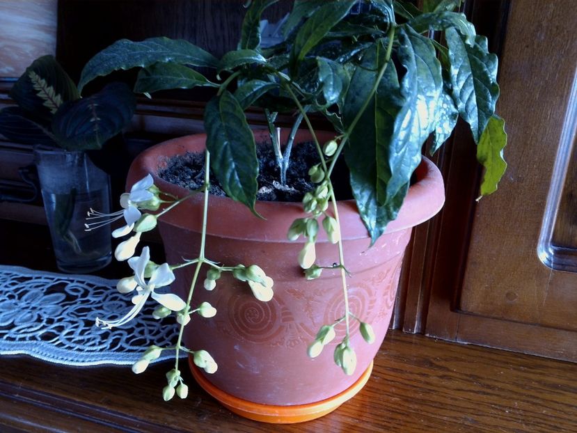 Clerodrendon alb - Poze 2017