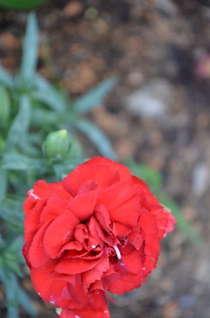  - dragostea  de natura