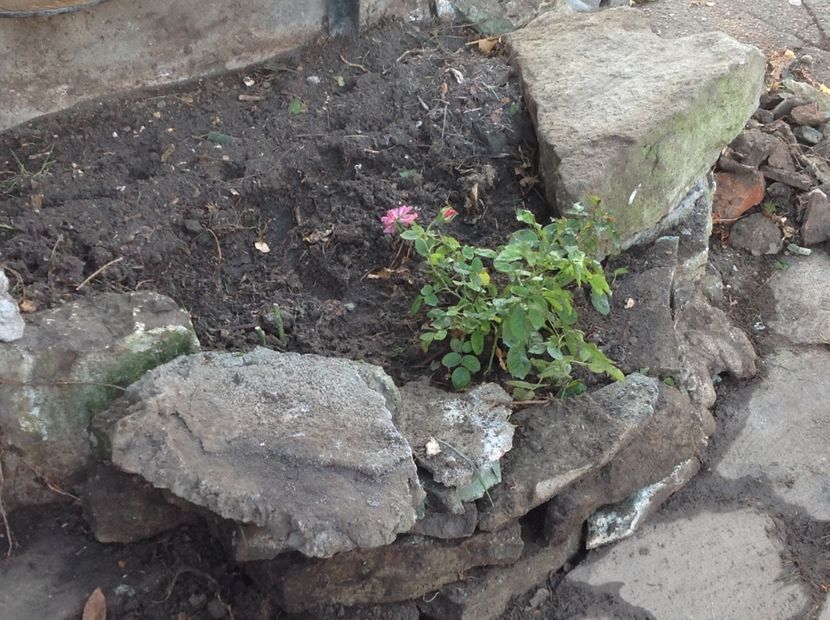  - Ilse Krohn Superior