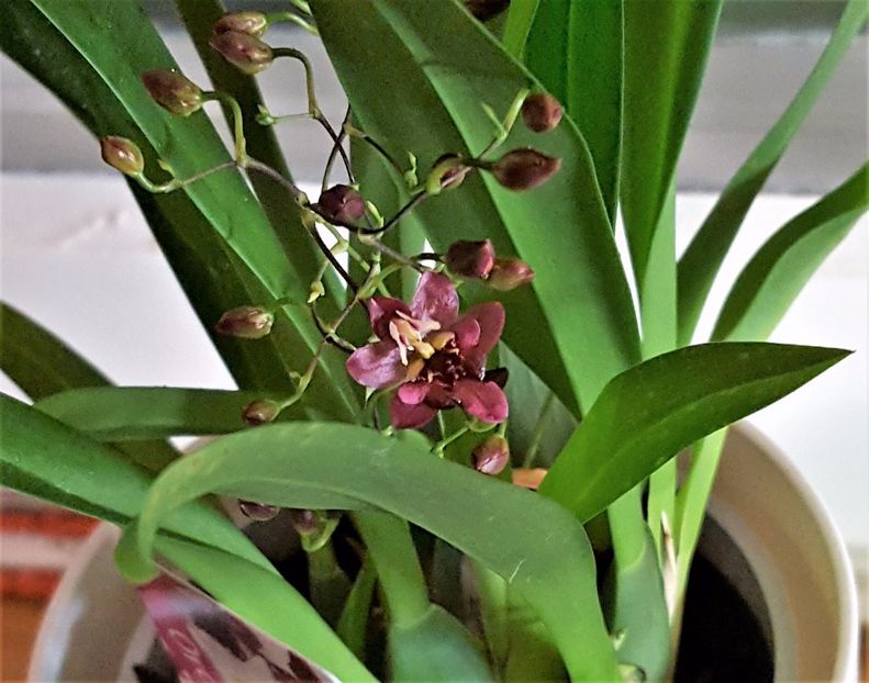 Twinkle roz - Oncidium