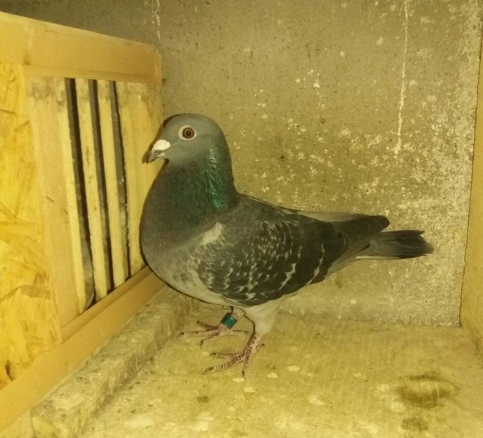 182321 an2015 M norma fond 1 an 23.39 puncte maraton 1 an 16.24 puncte - Perechea 2