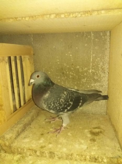 781832an 2015M norma fond 1 an145.59 puncte - Perechea 2