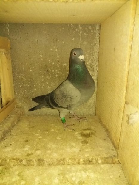 1279032an2014M norma maraton - Perechea 2