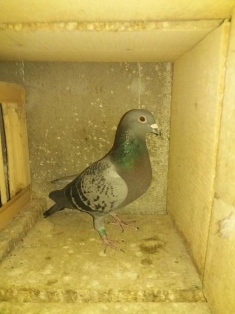 1212002an2013F norma fond norma maraton - Perechea 2