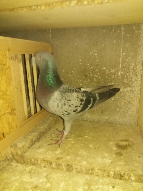 781841an2015M norma fond/maraton - Perechea 2