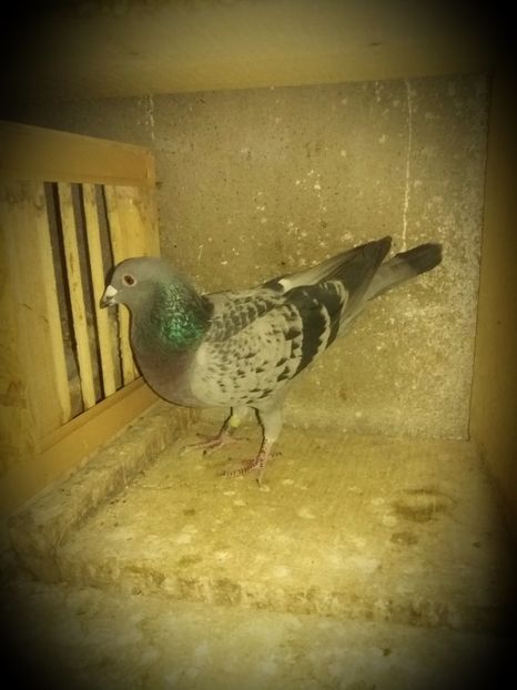 2487028an2011F norma fond 3 ani - Perechea 2