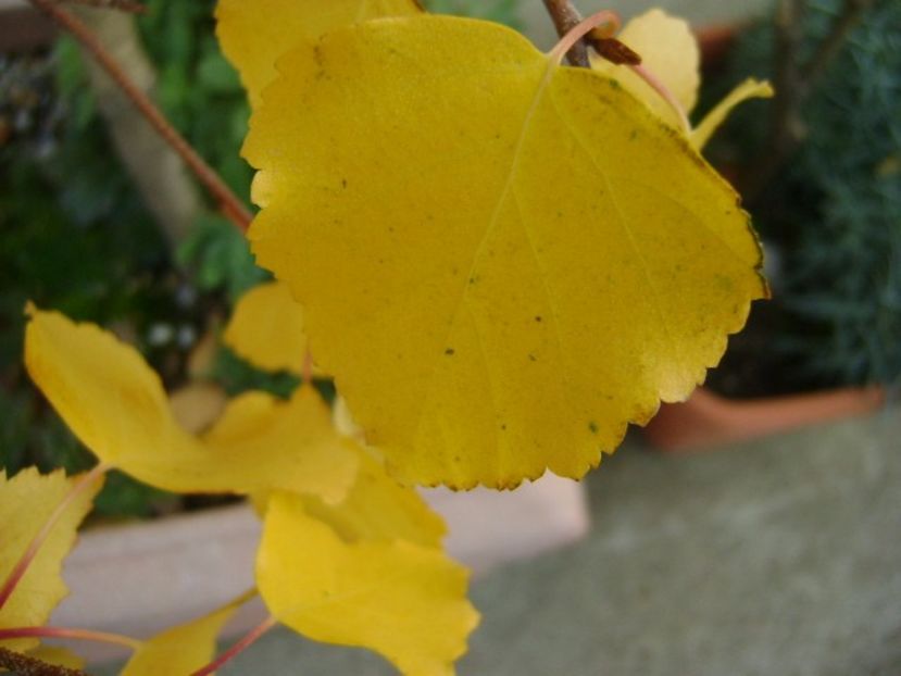 Mesteacan, detaliu - Toamna 2016-2017