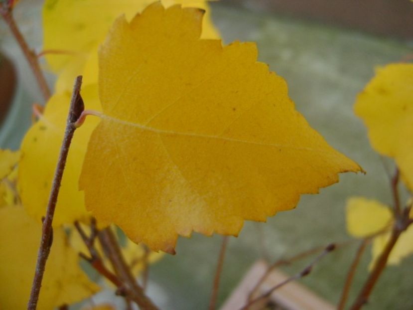 Mesteacan, detaliu - Toamna 2016-2017