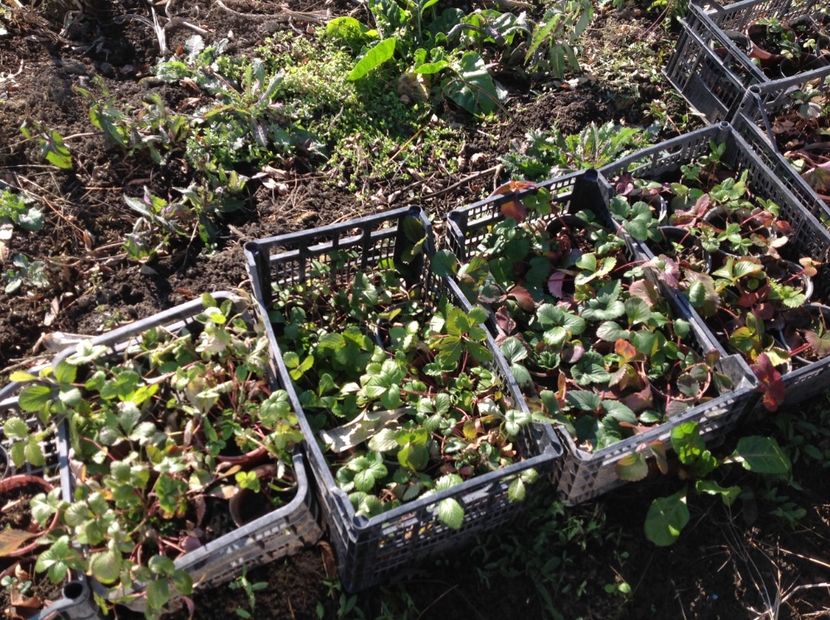  - GGG Recolta 2017 la Mosie