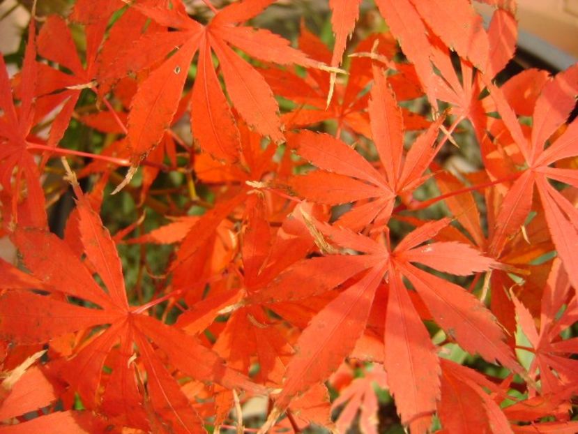 Acer japonicum, detaliu - Toamna 2016-2017