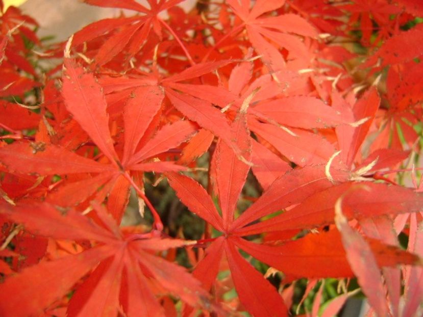 Acer japonicum, detaliu - Toamna 2016-2017
