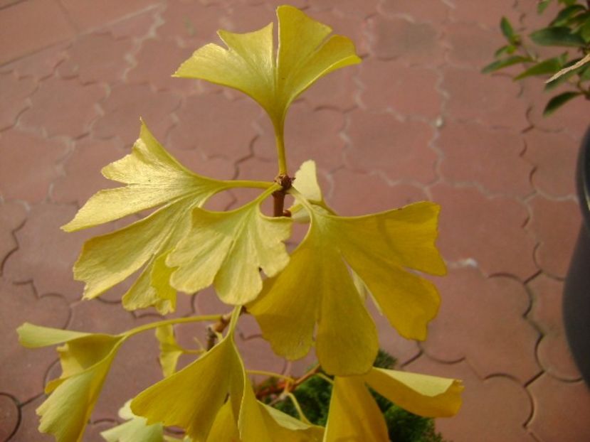 Ginkgo biloba, detaliu - Bonsai si prebonsai 2016-2017