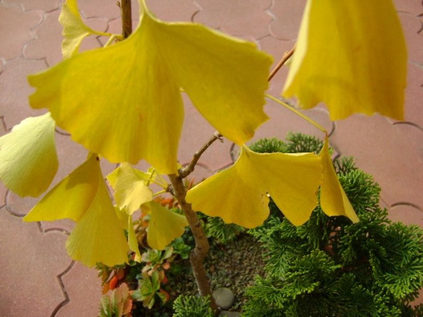 Ginkgo biloba, detaliu - Bonsai si prebonsai 2016-2017