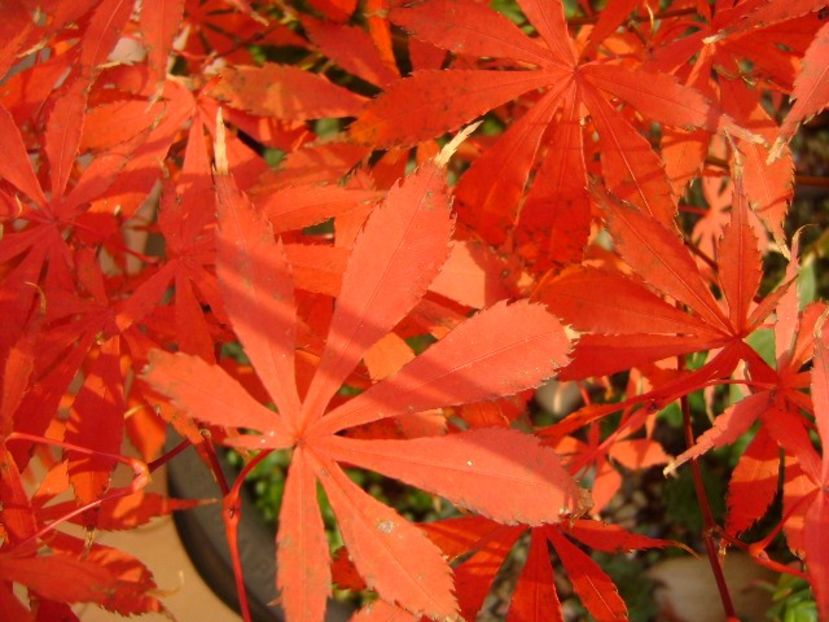 Acer palmatum atropurpureum, detaliu - Bonsai si prebonsai 2016-2017