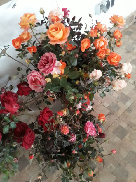  - ZZ TRANDAFIRI DIN GRADINA MEA TOAMNA 2017