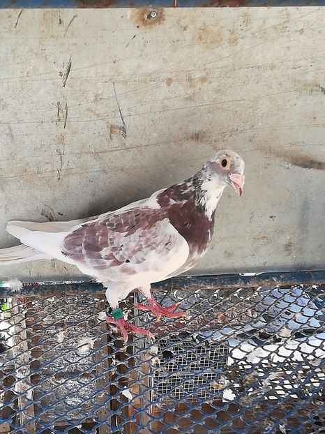 M dv 2013 cu pedigeru - MATCA masculi