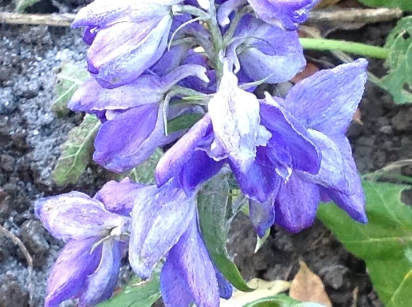  - Delphinium un nou inceput
