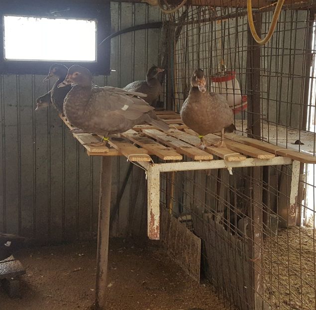 Mereu la inaltime - Bomboane asortate 2017