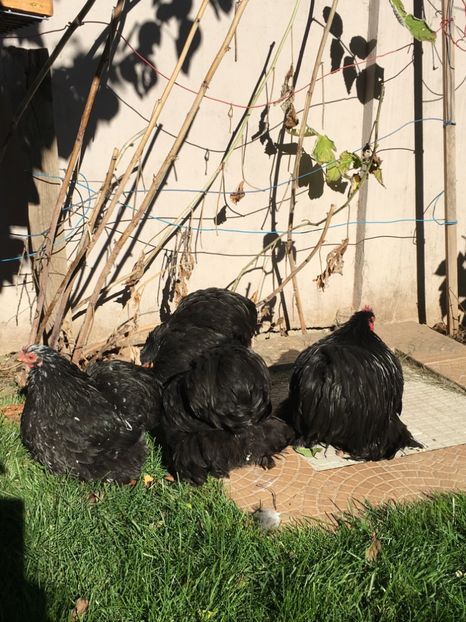  - COCHI PITIC NEGRU 2018