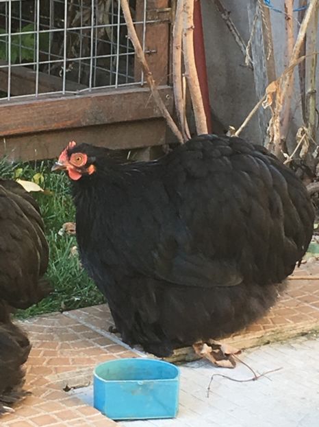  - COCHI PITIC NEGRU 2018