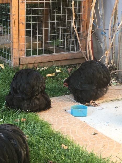  - COCHI PITIC NEGRU 2018